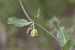 Green comet milkweed